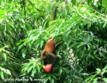 Spider Monkey and Mangos